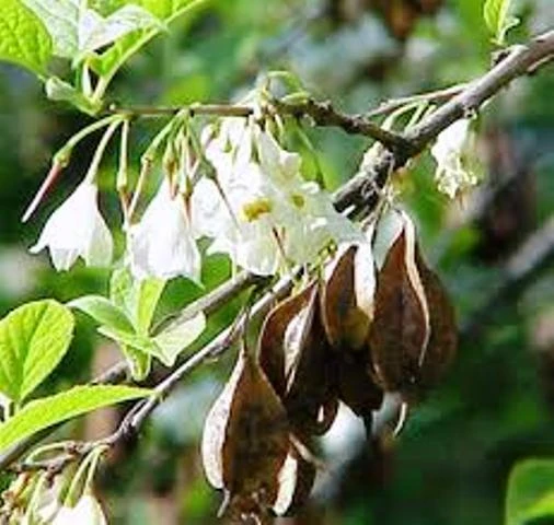 Эфирное масло Ладан индийский, Vivasan, Швейцария