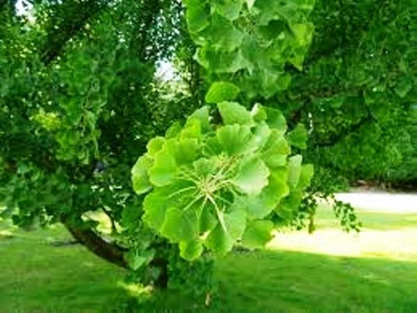 Ginkolin Forte Vivasan, Shveysariya