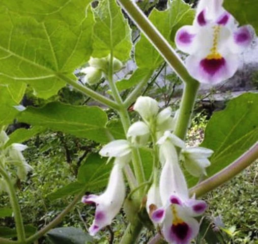 Xarpagin (martiniya dushistaya) bo'g'inlar uchun Vivasan, Shveysariya