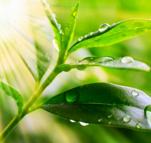 Тоник Чайное дерево, Vivasan, Швейцария