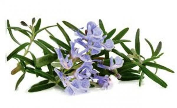 Ароматическое масло Розмарин Swiss Nahrin, Швейцария