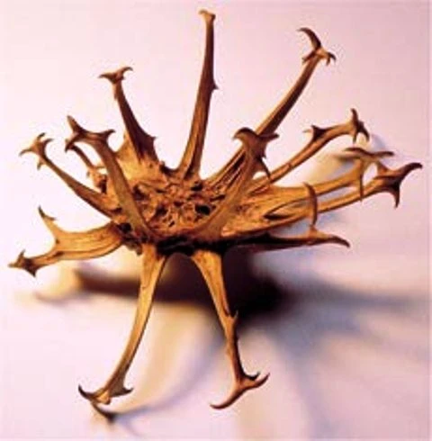 Xarpagin (martiniya dushistaya) bo'g'inlar uchun Vivasan, Shveysariya