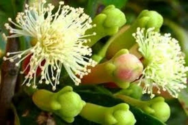 Эфирное масло Гвоздики, Vivasan, Швейцария