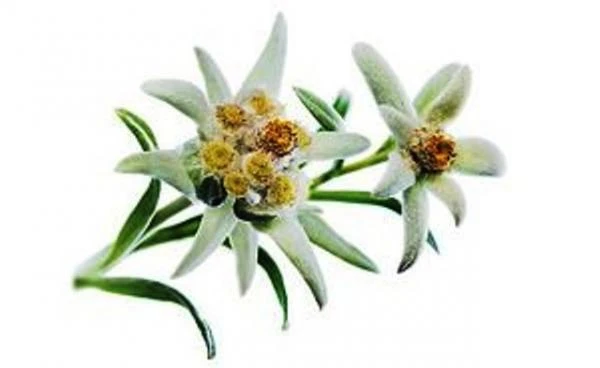 Каустическая сода Китай