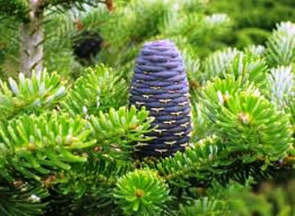 Эфирное масло Пихты белой Vivasan, Швейцария