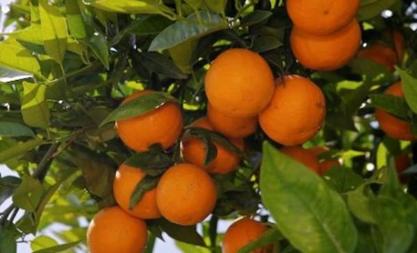 Efirnoe maslo Apelsina brazilskogo Vivasan, Shveysariya