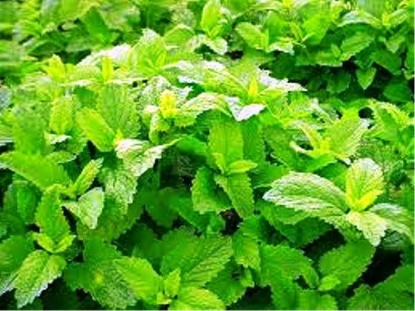 Эфирное масло Мелиссы лимонной Vivasan, Швейцария