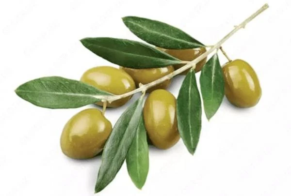 Шампунь Chey c экстрактом оливы