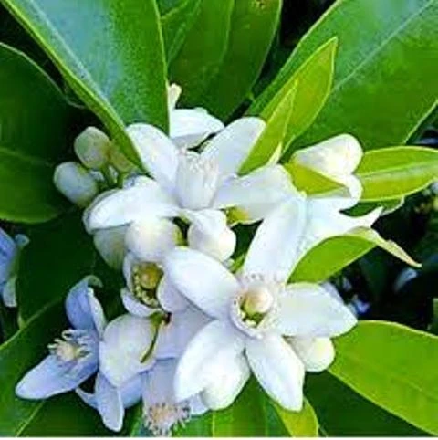 Efirnoe maslo Neroli, Vivasan, Shveysariya