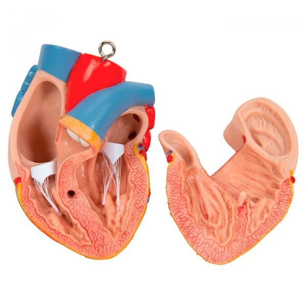 Rapm ildizlarini qoraytiruvchi shampun