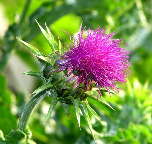 Ultra-zashita pecheni s rastoropshey Vivasan, Shveysariya