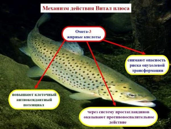 Витал плюс (масло лосося в капсулах) Vivasan, Швейцария