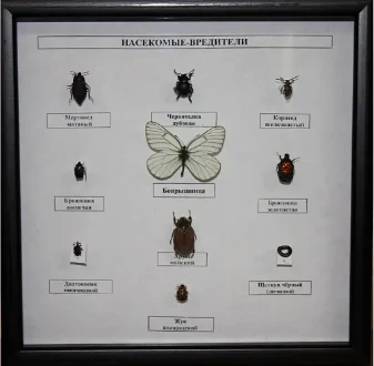 Коллекция - насекомые-вредители