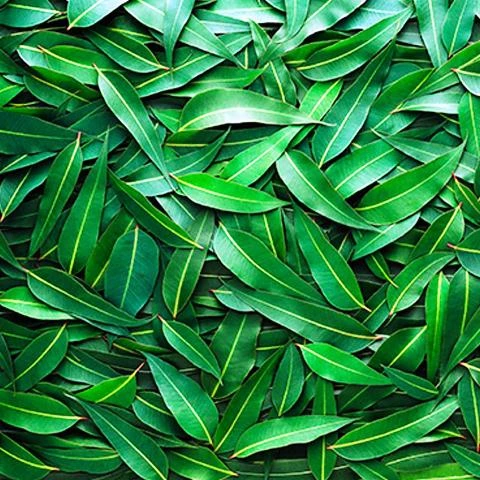 Эфирное масло Эвкалипта Vivasan, Швейцария