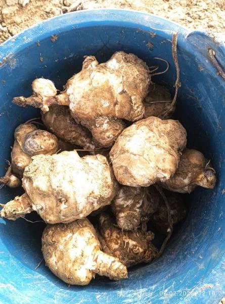 Topinambur – naturalniy istochnik inulina!