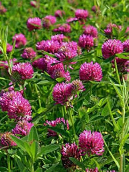 Капсулы Красный Клевер при менопаузе Swiss Nahrin, Швейцария