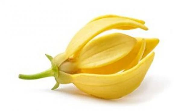 Aromaticheskoe maslo Afrodiziak Swiss Nahrin, Shveysariya