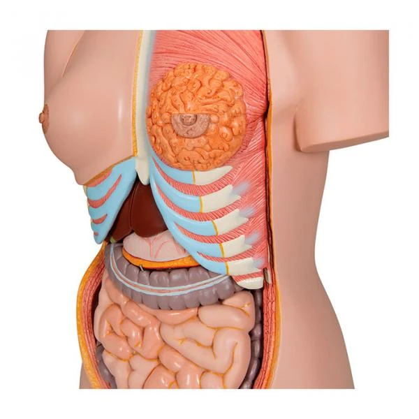 Rapm ildizlarini qoraytiruvchi shampun