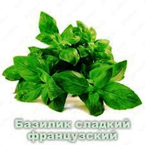 Эфирное масло Базилик сладкий французский Vivasan, Швейцария