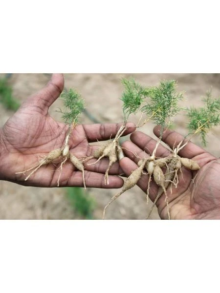 Женский тоник Himalaya Shatavari (Шатавари), 60 таб