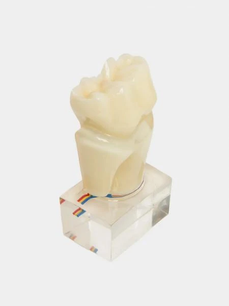 Mulyaj 6X tooth model with nerve