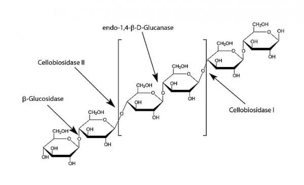 E2164-100UN endo-1,4-β-D-glyukanaza iz Acidothermus cellulolyticus, rekombinantnaya, ekspressirovannaya v kukuruze, ≥2,0 yedinis/mg belka, 100 dona