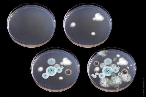 Чашка Петри