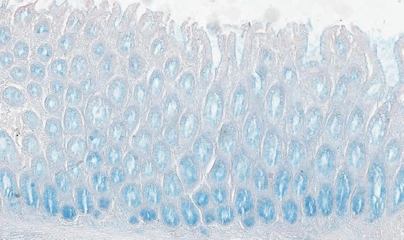 Alzian ko'k pH 2,5 (100 test) 1 to'plami