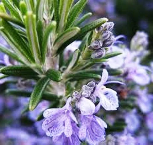 Efirnoe maslo Rozmarina ispanskogo Vivasan, Shveysariya