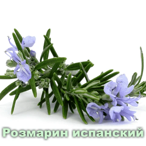 Efirnoe maslo Rozmarina ispanskogo Vivasan, Shveysariya