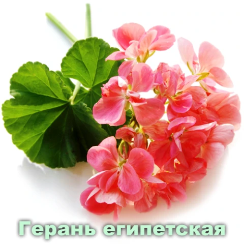 Эфирное масло Герань египетская Vivasan, Швейцария