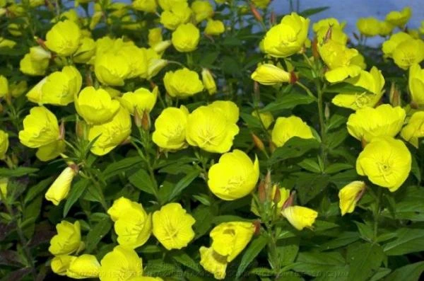 Molodost navsegda (maslo enoteri s vitaminom Ye) Shveysariya