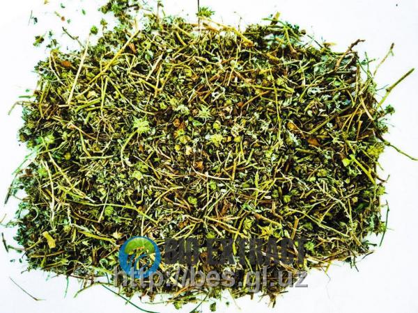 Trava yakorseva - TRIBULUS TERRESTRIS