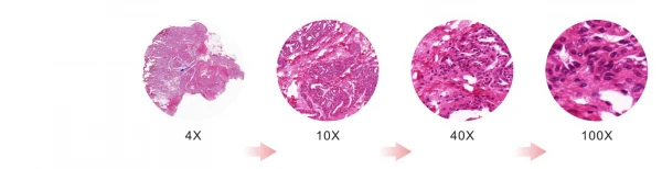 TRINOKULYAR MIKROSKOP Raqamli kamera va LCD monitorli BS-2046T