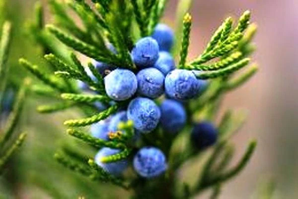 Efirnoe maslo Mojjevelnika Vivasan, Shveysariya