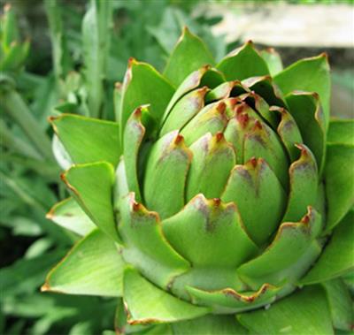 Напиток Артишок горький, Vivasan, Швейцария