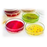 Chashka biologicheskaya (Petri)