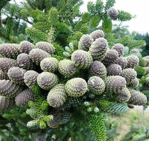 Эфирное масло Пихты белой Vivasan, Швейцария