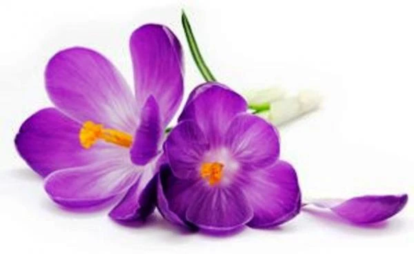 Стационарная ультразвуковая диагностическая система HS50