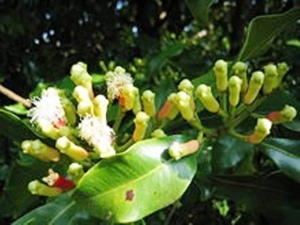 Эфирное масло Гвоздики, Vivasan, Швейцария