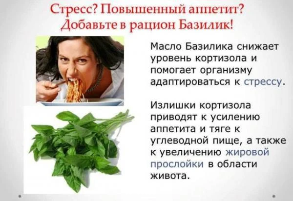 Эфирное масло Базилик сладкий французский Vivasan, Швейцария