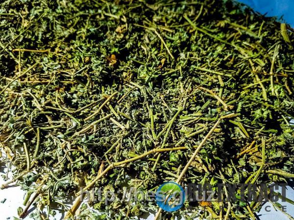 Trava yakorseva - TRIBULUS TERRESTRIS