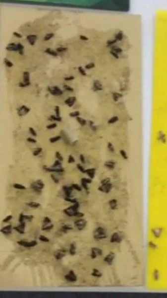 Феромон туткичлар