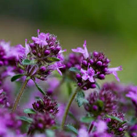 Аппарат Lim pomp для губ