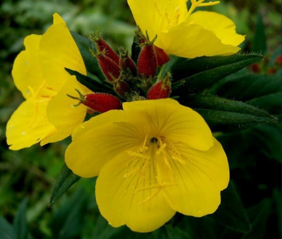 Молодость навсегда (масло энотеры с витамином Е) Швейцария