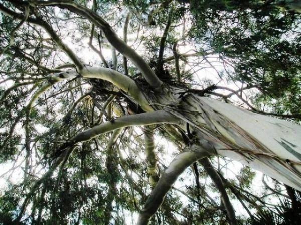 Эфирное масло Эвкалипта Vivasan, Швейцария