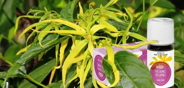 Эфирное масло Иланг-иланга коморского Vivasan, Швейцария