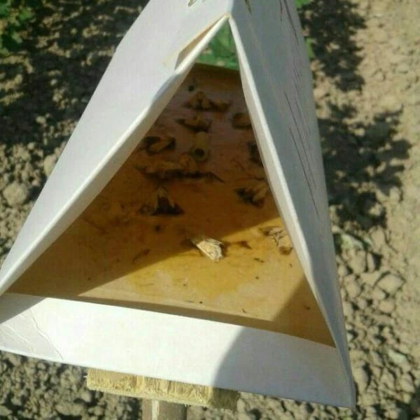 Феромон туткичлар