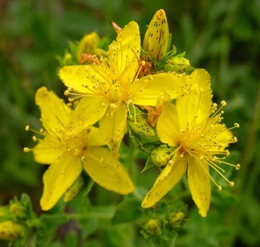 Релакс с экстрактом зверобоя в капсулах Vivasan, Швейцария