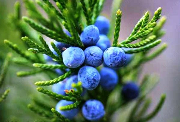 Sirop Mojjevelnik Vivasan, Shveysariya